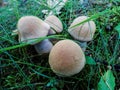 Mushrooms in the forest.